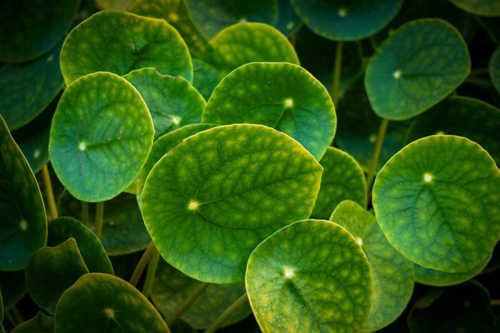 Pilea Cadierei