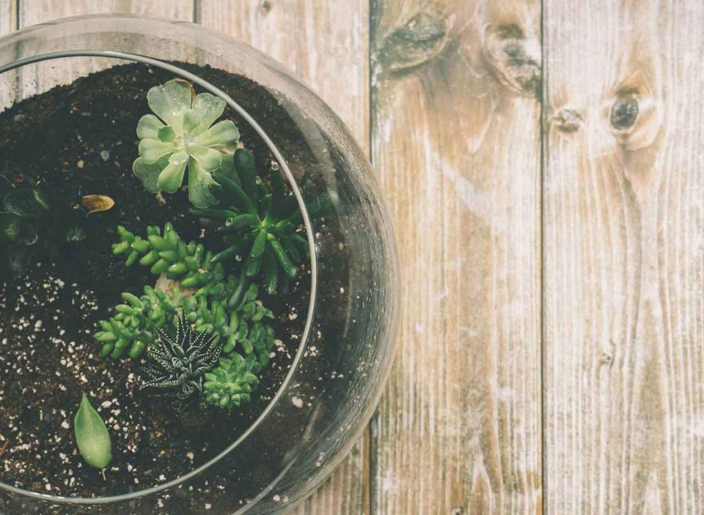 tanaman terrarium