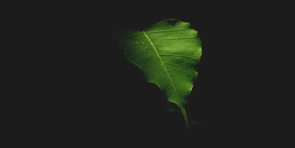 daun dolar