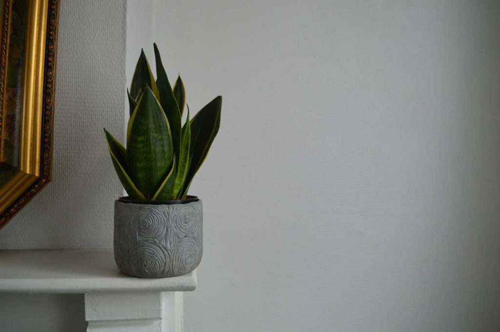 tanaman terrarium lidah mertua