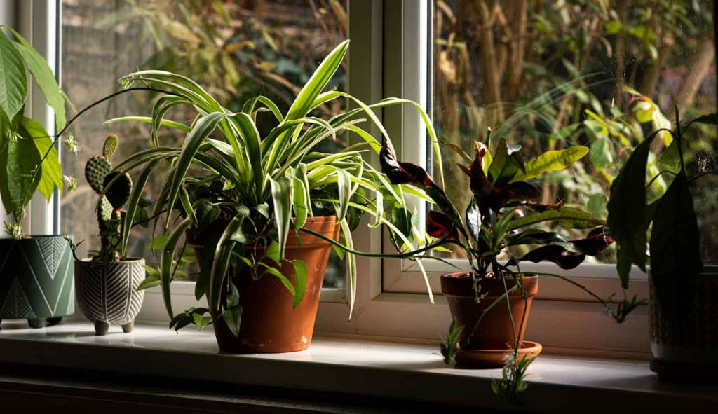 tanaman terrarium puring