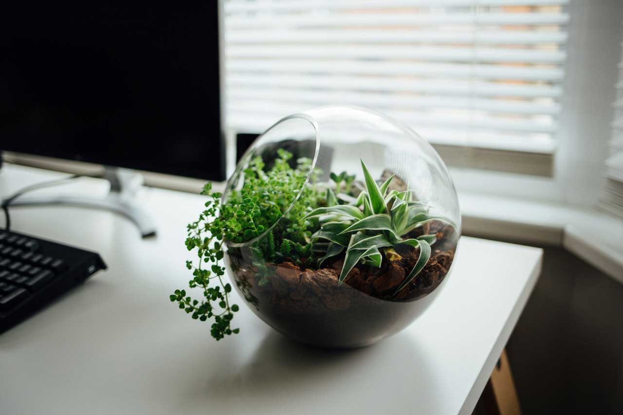 tanaman terrarium