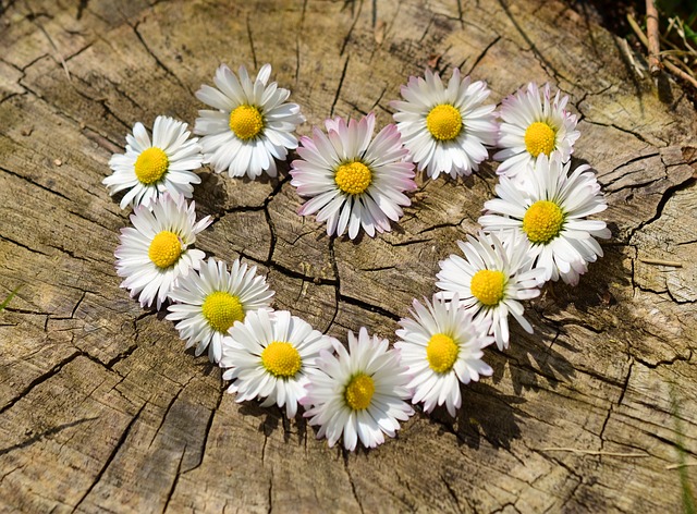 Bunga Aster