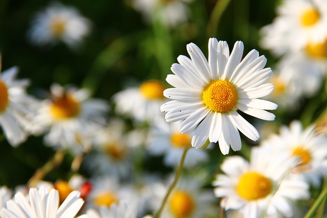 bunga aster