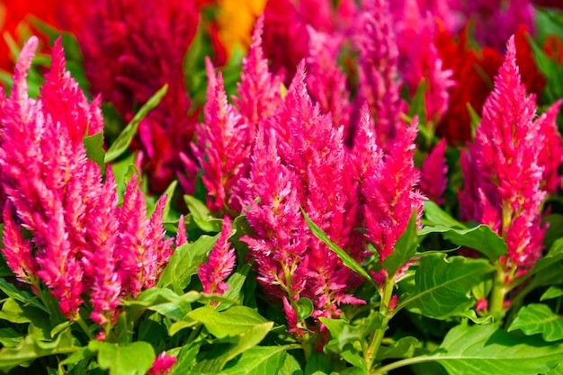 Celosia disebut juga bunga Jengger Ayam. 