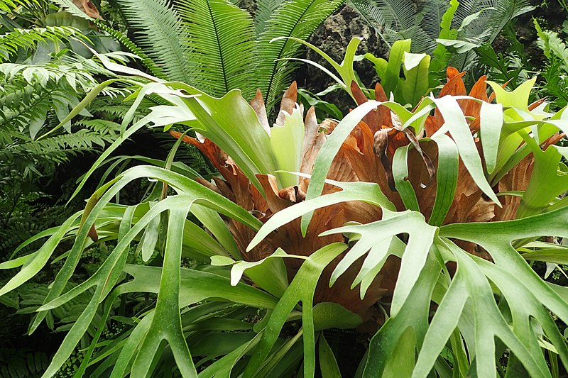 tanduk rusa