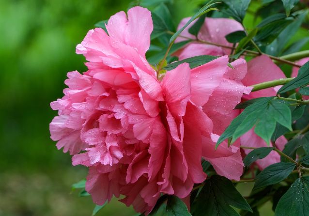 mekarnya bunga peony