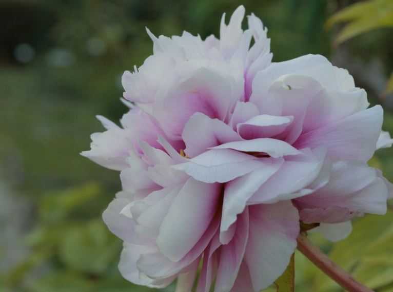 manfaat bunga peony untuk kesehatan