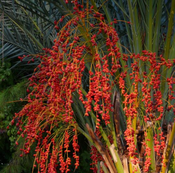 buah palem merah