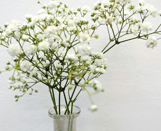 bunga baby breath putih