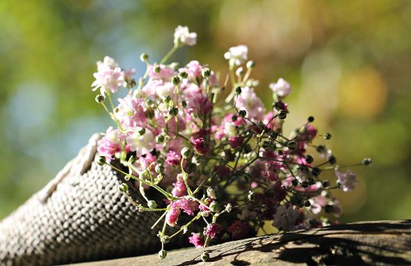 bunga baby breath pink