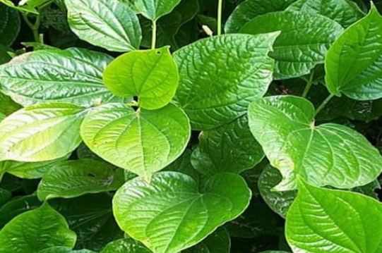 jenis pohon bidara upas