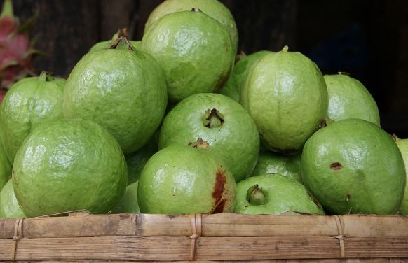 tanaman buah jambu biji