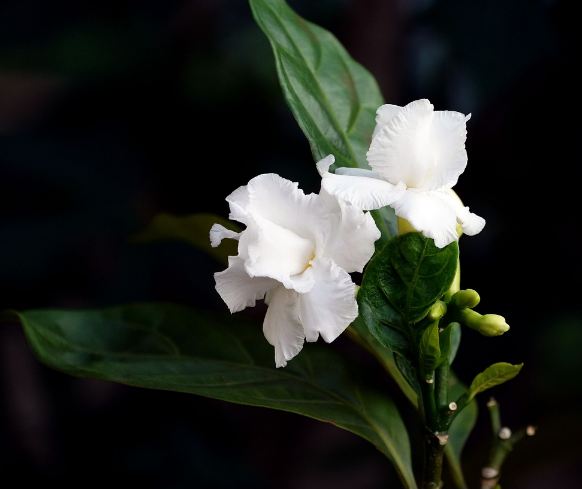 bunga gardenia dengan tangkainya