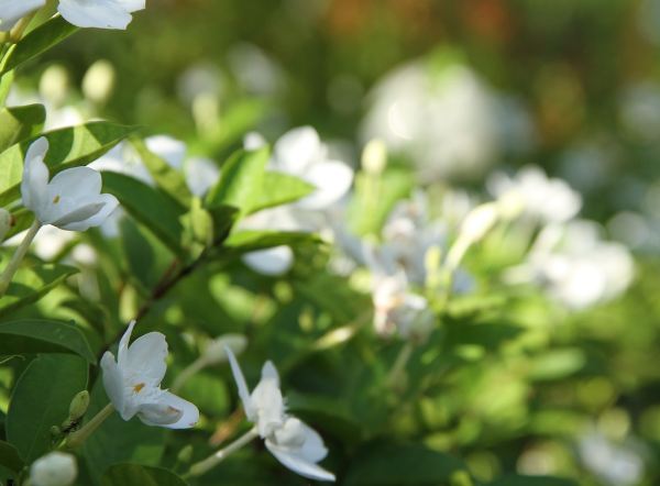tanaman bunga gardenia
