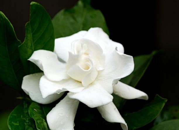 mekarnya bunga gardenia