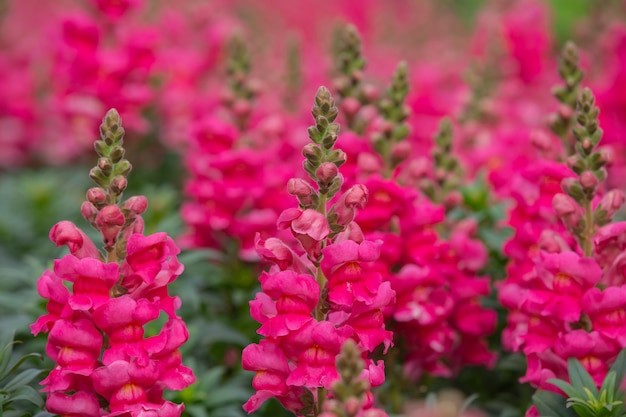 Celosia cristata adalah salah satu jenis bunga Jengger Ayam.