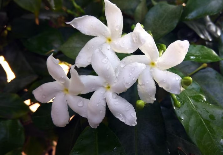 pohon kamboja