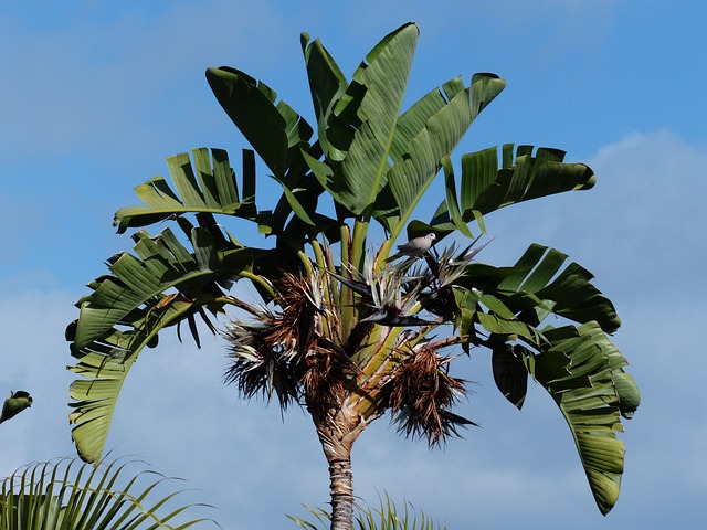 bird of paradise