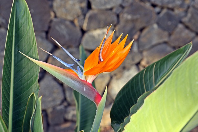 bird of paradise