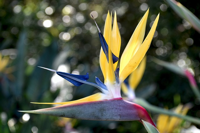 bird of paradise