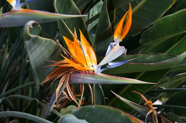bird of paradise