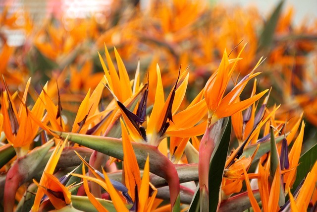 bird of paradise