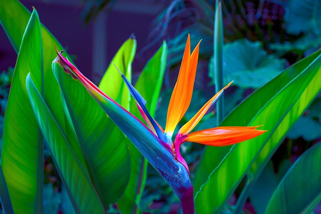 bird of paradise