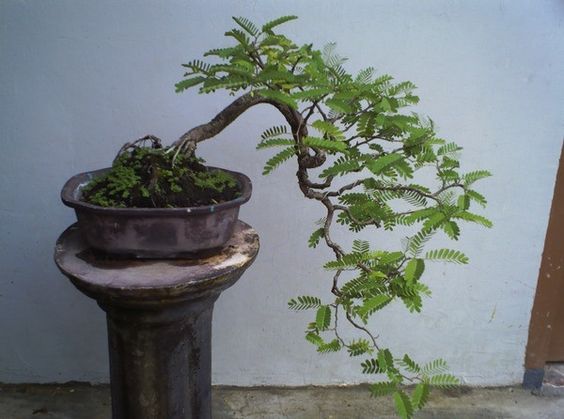 bonsai asem jawa 