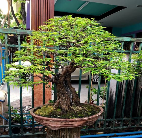 bonsai asem jawa 