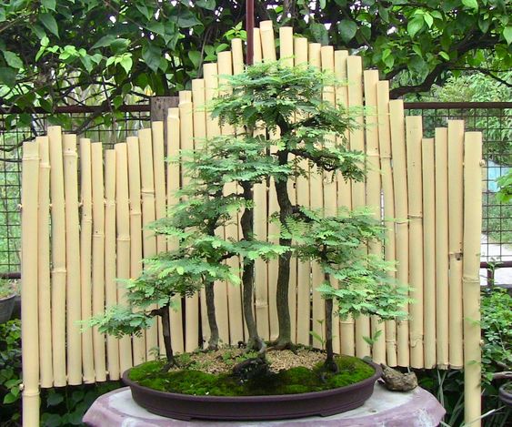 bonsai asem jawa 