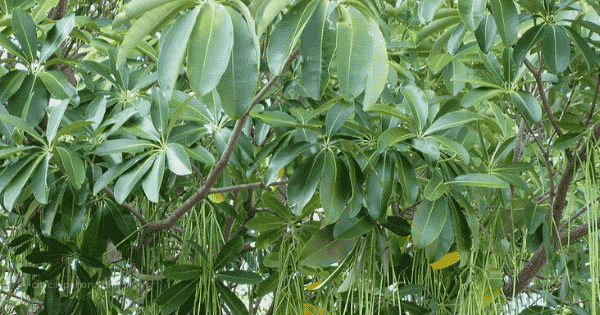 Pohon Pule