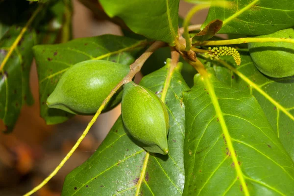 pohon ketapang