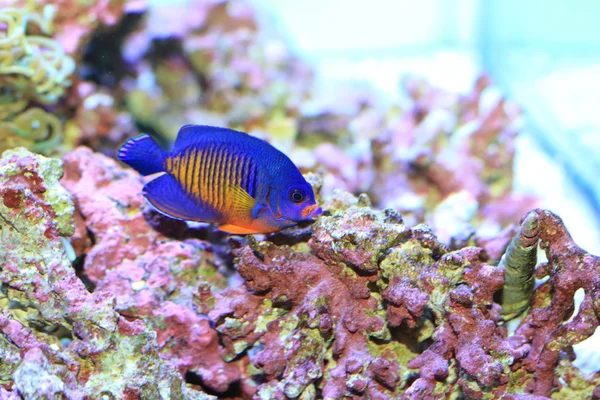ikan hias air laut