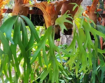 tanduk rusa
