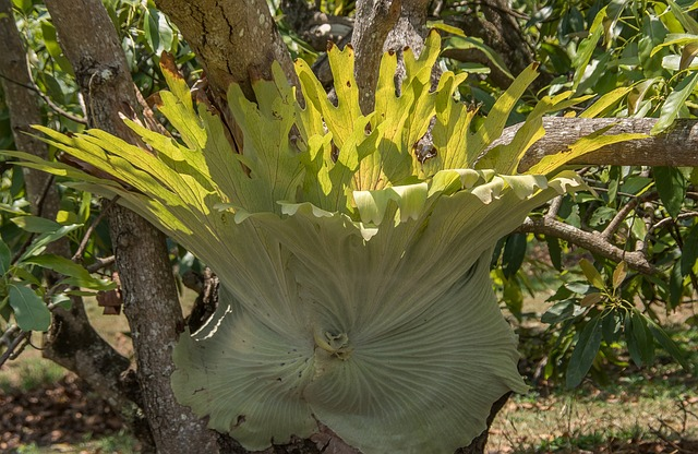 tanduk rusa