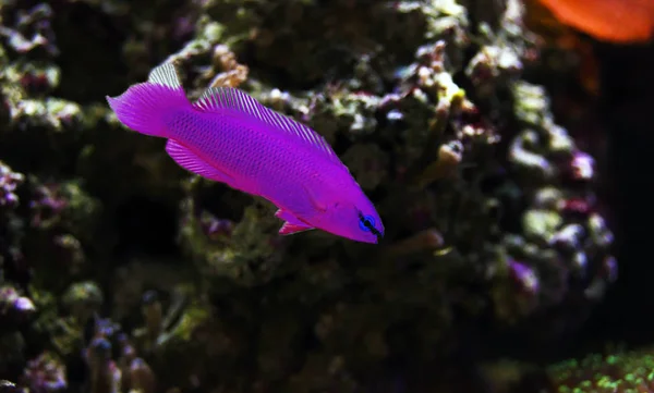 ikan hias air laut