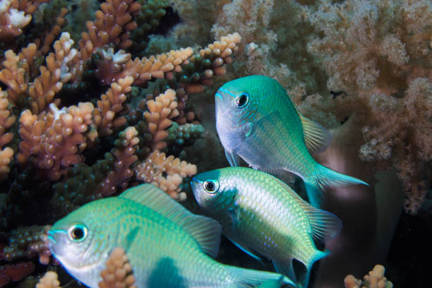 ikan hias air laut