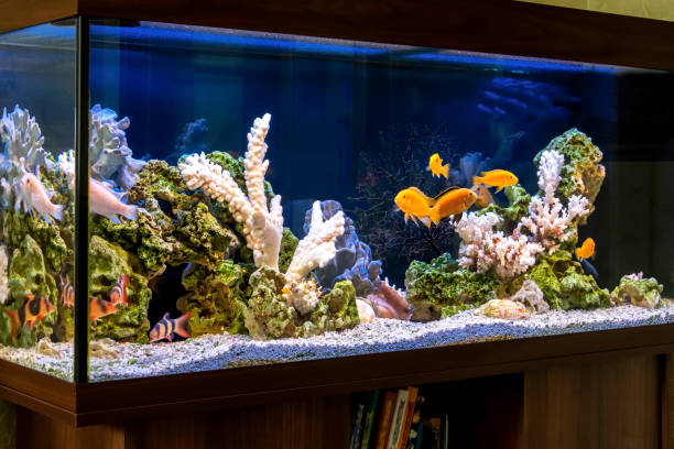 ikan hias air laut
