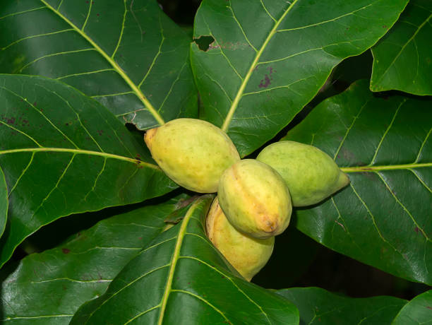 pohon ketapang