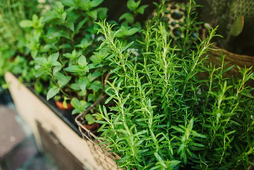 tanaman herbal