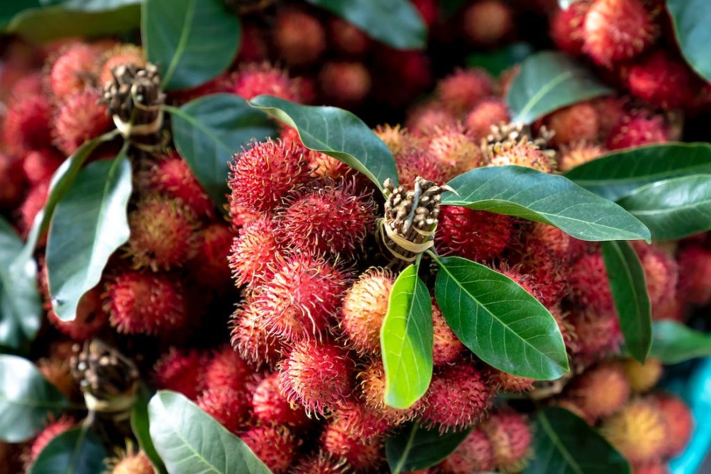 pohon rambutan