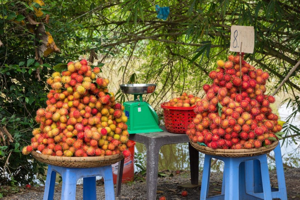 pohon rambutan