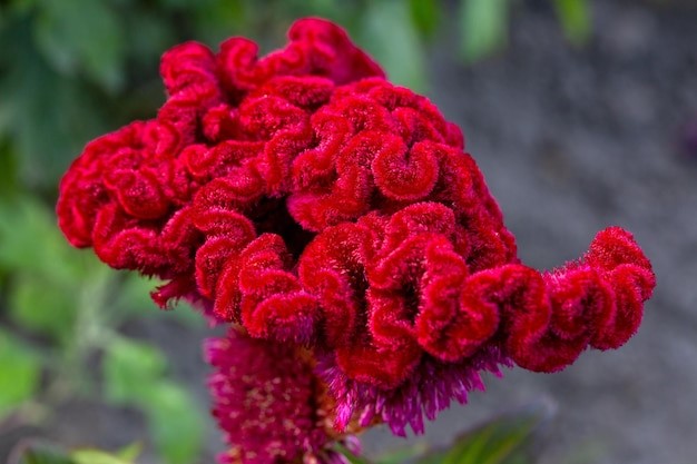 Celosia plume adalah salah satu jenis bunga Jengger Ayam.
