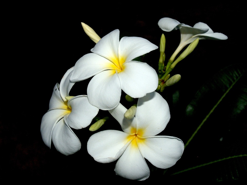 pohon kamboja