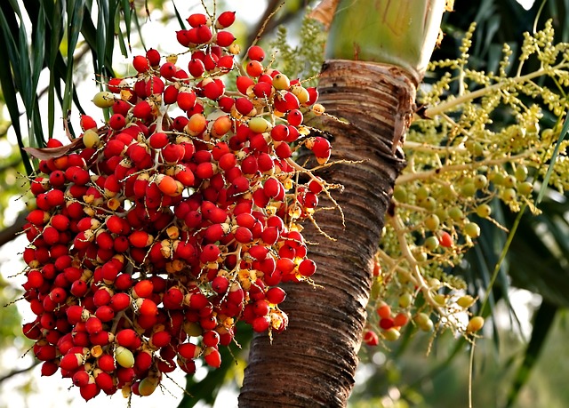 manfaat buah pinang