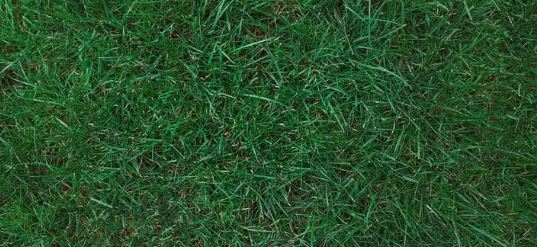 jenis rumput taman