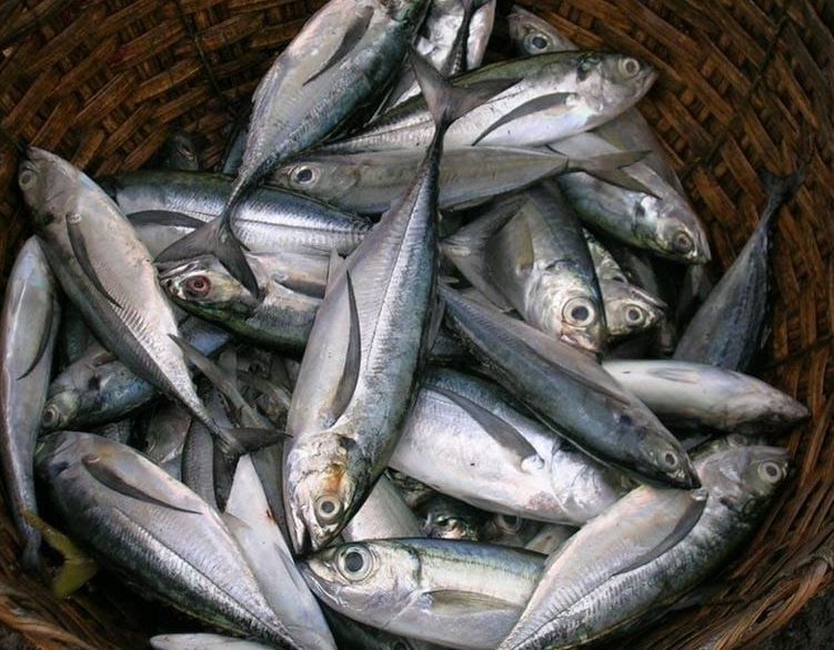 resep tongkol suwir