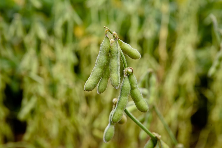 perbedaan edamame dan kedelai