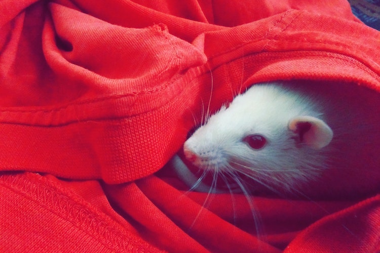 cara mengusir tikus di plafon